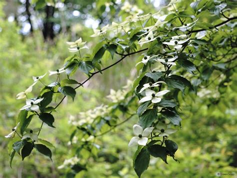 大型庭園樹|庭木におすすめの常緑樹38種！低木、中木、高木、花。